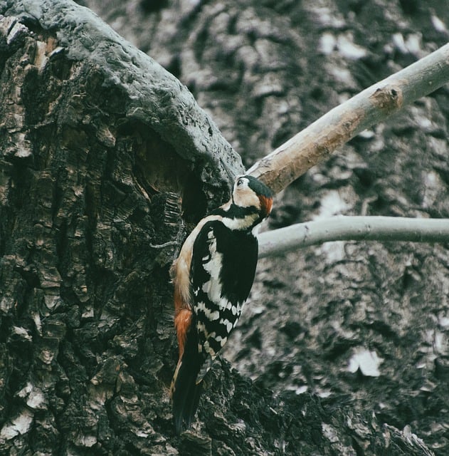 Foto do arquivo: fornecida por 【como jogar wild bandito】