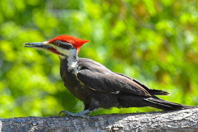 bicho-lixeiro é perigoso——bicho lixeiro verde é perigoso