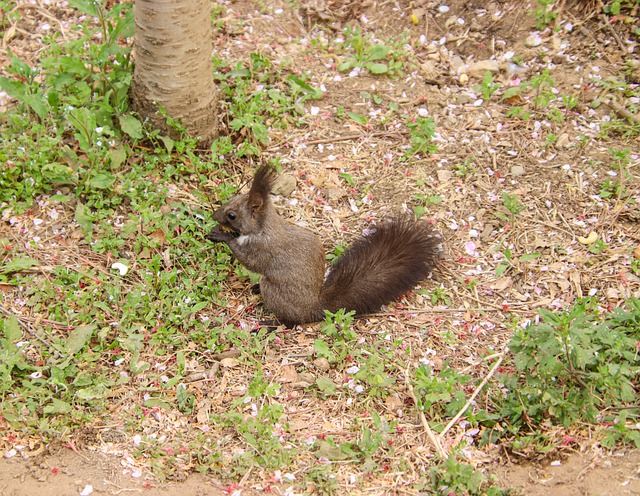 bicho grilo galinha pintadinha