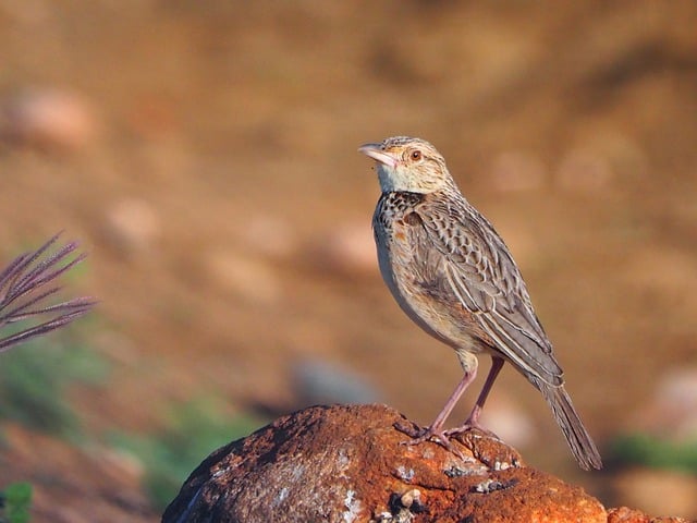 Foto do arquivo: fornecida por 【khelo24】