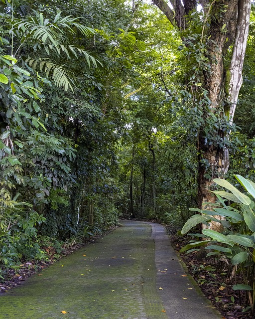 jogos de explorar florestas