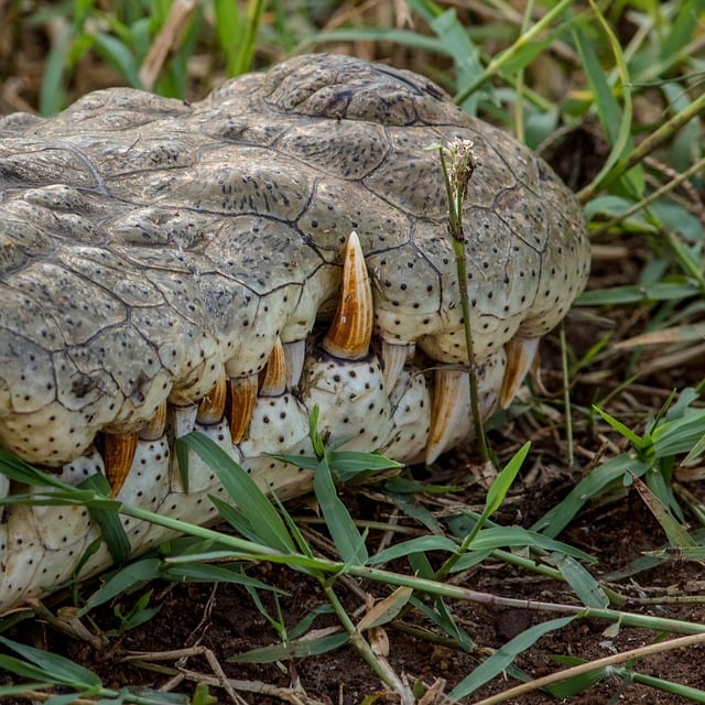 resultado jogo do bicho da federal de sábado