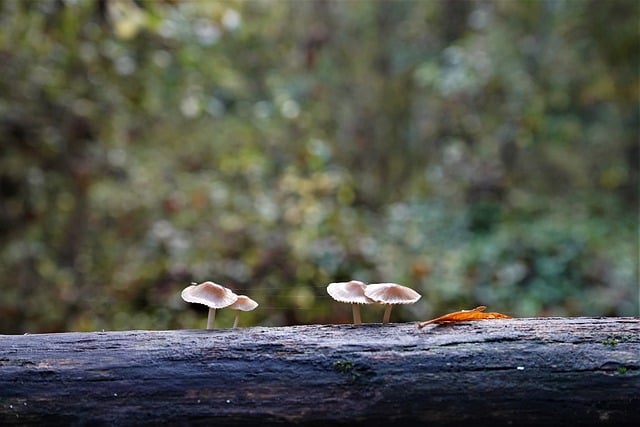 joguinhos de cassino