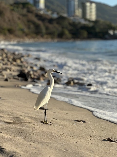 Foto do arquivo: fornecida por 【vôlei de praia】