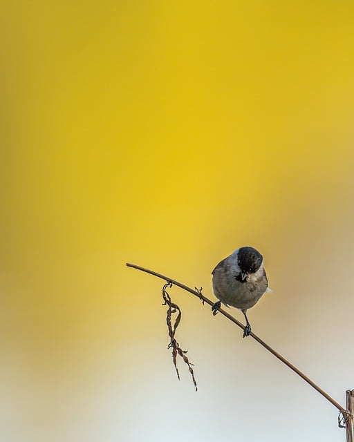 Foto do arquivo: fornecida por 【resultado da último resultado da quina】