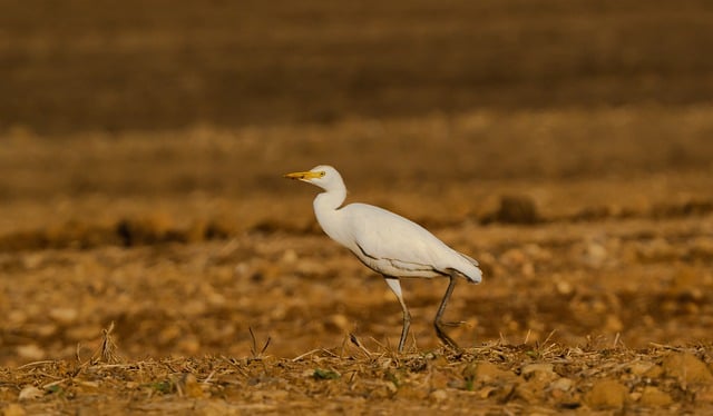 Foto do arquivo: fornecida por 【Sugestões de aposta para o bicho】