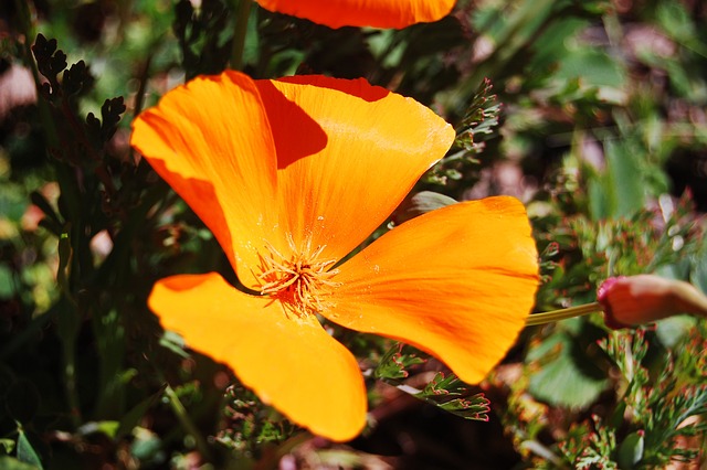 flor da fortuna