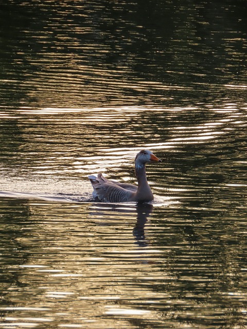 Foto do arquivo: fornecida por 【fortune rato| demo grátis dinheiro infinito】