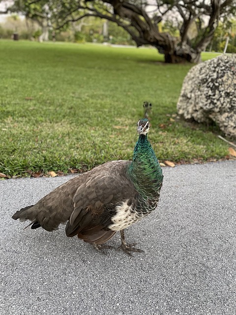 qual o bicho mais atrasado da federal