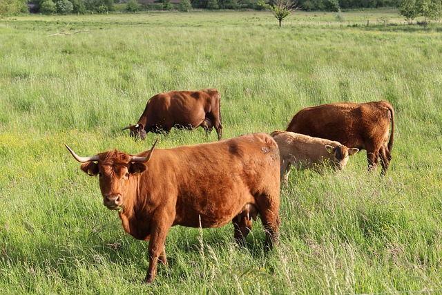 quanto custa a aposta da quina de sao joao