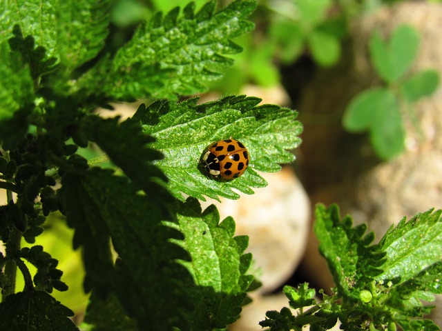 plataforma vaidebet