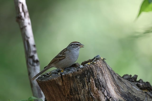 Foto do arquivo: fornecida por 【resultado da lotofácil 2511】