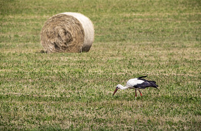 Foto do arquivo: fornecida por 【resultado da paratodos bahia jogo do bicho de hoje】