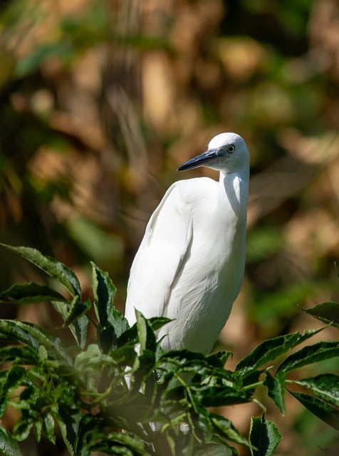 cassino guru