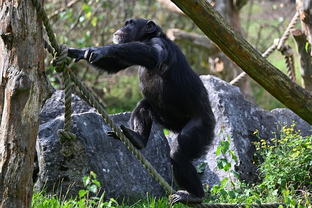 Foto do arquivo: fornecida por 【dice bard】