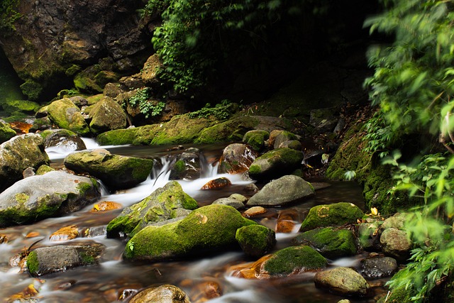 Foto do arquivo: fornecida por 【último jogo do floresta】