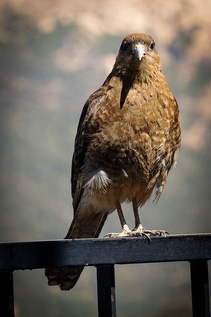 Foto do arquivo: fornecida por 【sorteio da mega sena 1838】