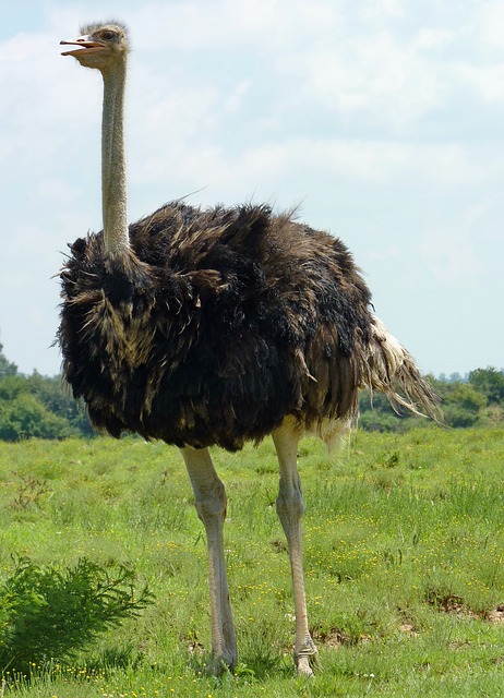 bicho de massinha de modelar