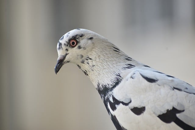 Foto do arquivo: fornecida por 【brt365】