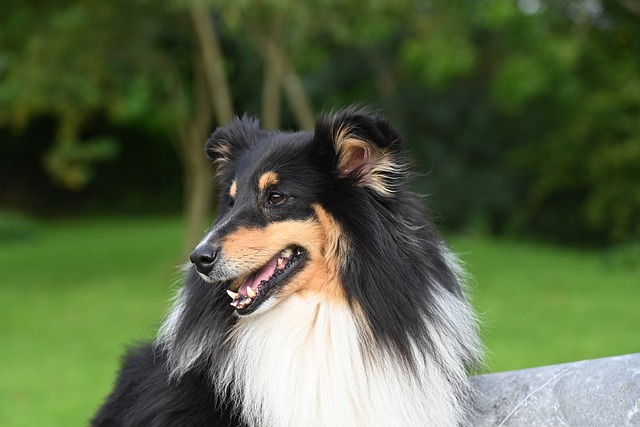 bicho de pé doce azul