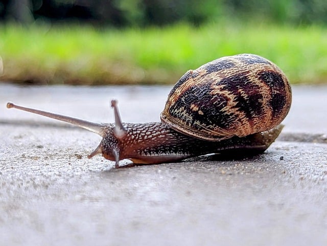 resultado jogo do bicho da banca caminho da sorte