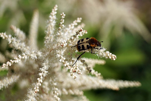 Foto do arquivo: fornecida por 【amusnet】