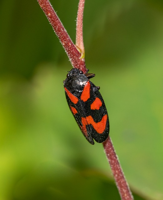 Foto do arquivo: fornecida por 【ESTRELABET】