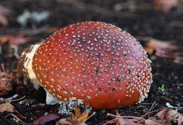 bicho de são paulo