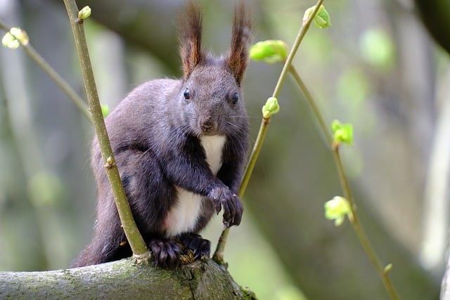 bicho de pau podre