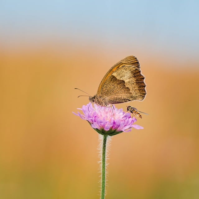 Foto do arquivo: fornecida por 【top99bet】