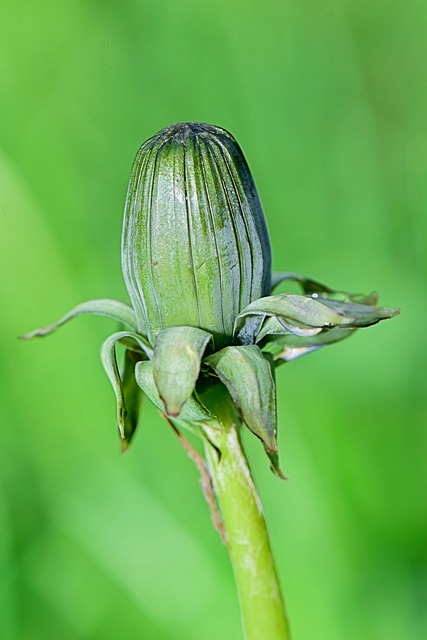 bicho graveto、 é venenoso