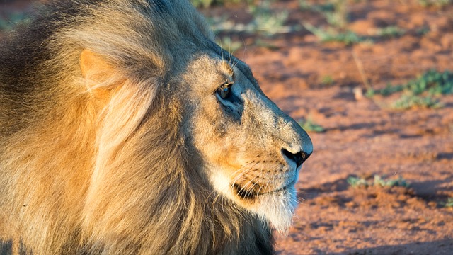 imagem bicho preguiça——imagem do bicho preguiça gigante