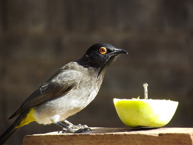 bichos australia