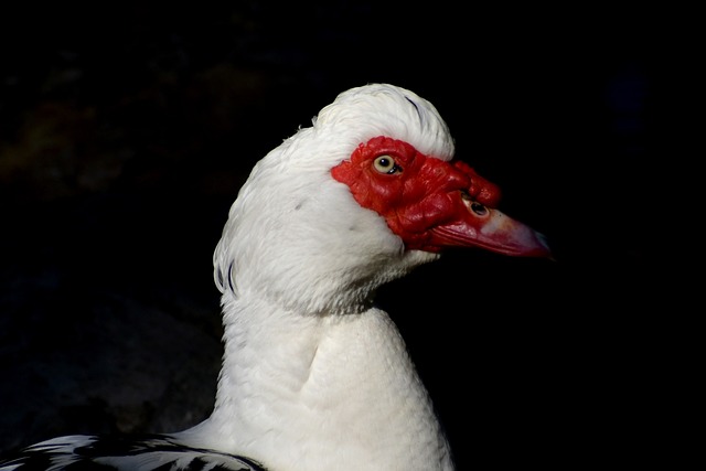 Foto do arquivo: fornecida por 【ladrões de cassino grátis】