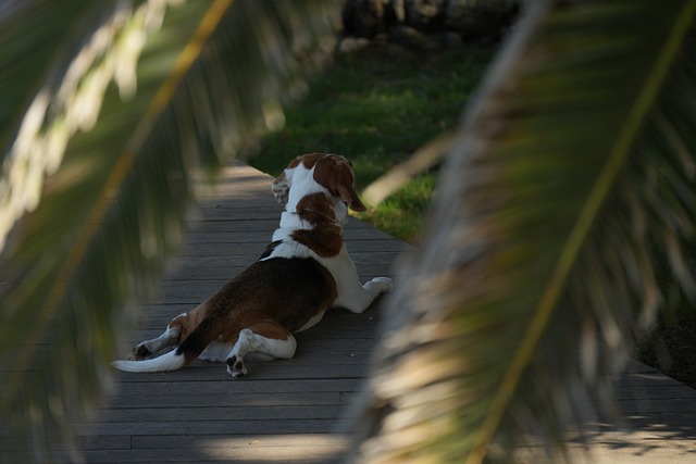 Foto do arquivo: fornecida por 【year of the rabbit fortune for dog】