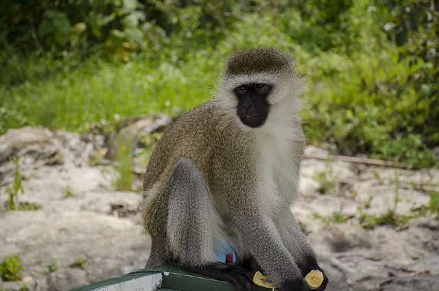 paratodos bahia jogo bicho