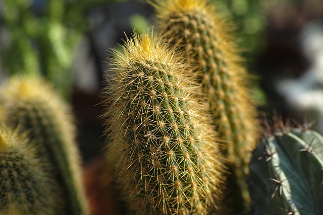 Foto do arquivo: fornecida por 【sweet bonanza】