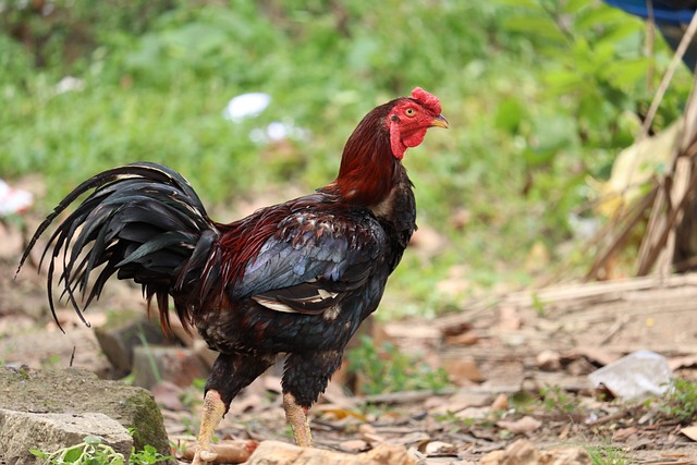 qual é o palpite do bicho para hoje