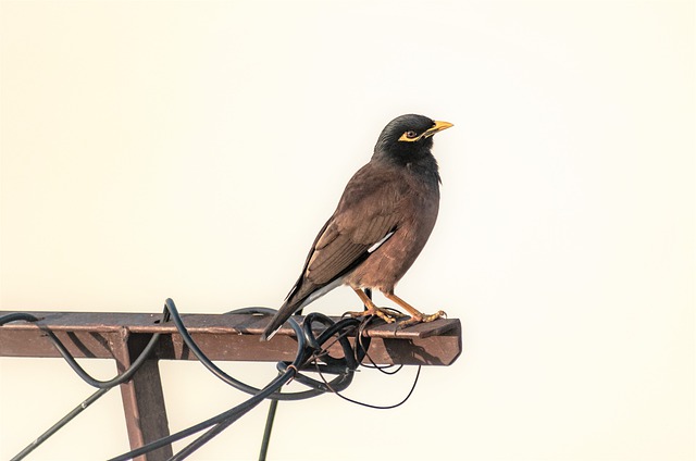 Foto do arquivo: fornecida por 【Resultado completo do bicho em SP】