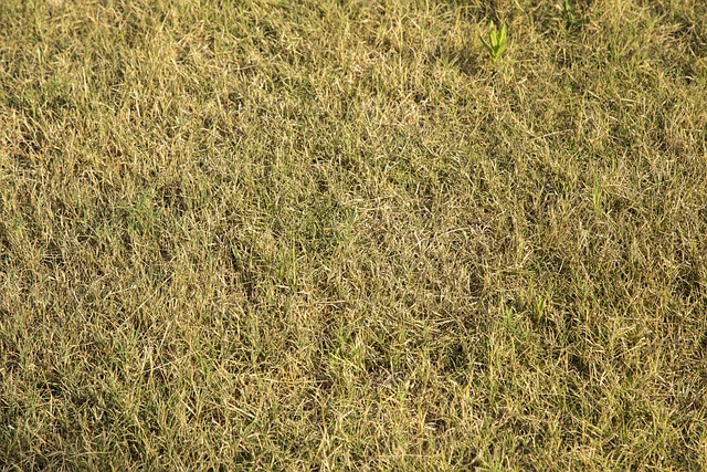 resultado do jogo do bicho aval| pernambuco 13 horas