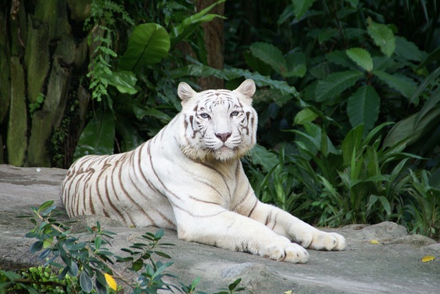 Lançamento da plataforma Fortune Tiger