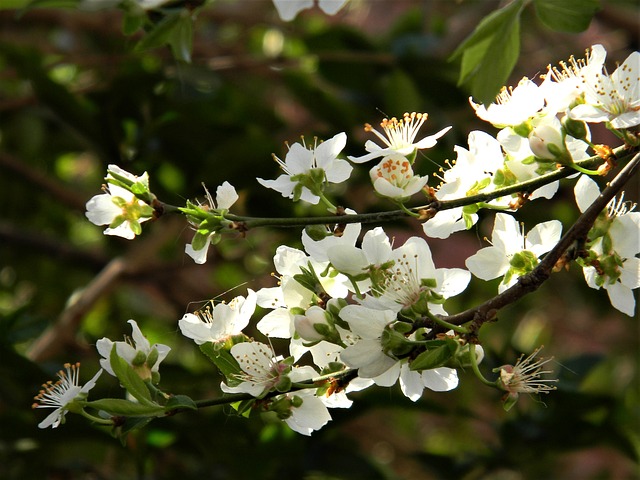 bibi ferreira fortuna