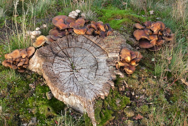 joguinhos de cassino