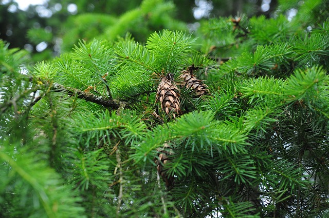 Foto do arquivo: fornecida por 【the making of crouching tiger hidden dragon】