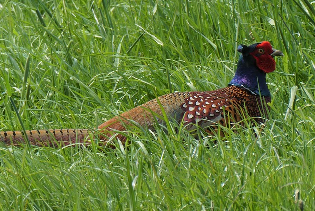 Foto do arquivo: fornecida por 【o que é o jogo do bicho】