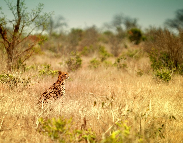 Foto do arquivo: fornecida por 【jon bet.com】