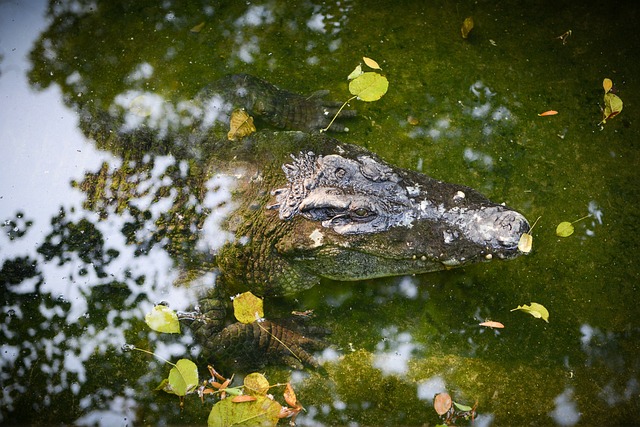 canal volei brasil