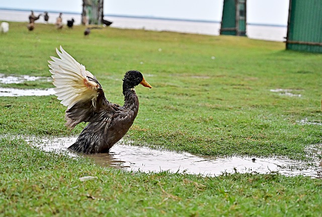 resultado jogo do bicho de hoje mg