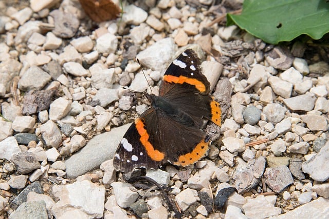 veterinaria cassino