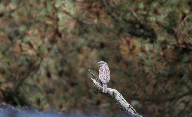 tabela odd asiatica